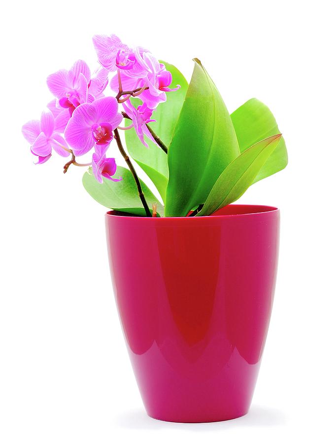 Pink Orchid in purple flower pot on white background. Photograph by Hamik  ArtS - Fine Art America