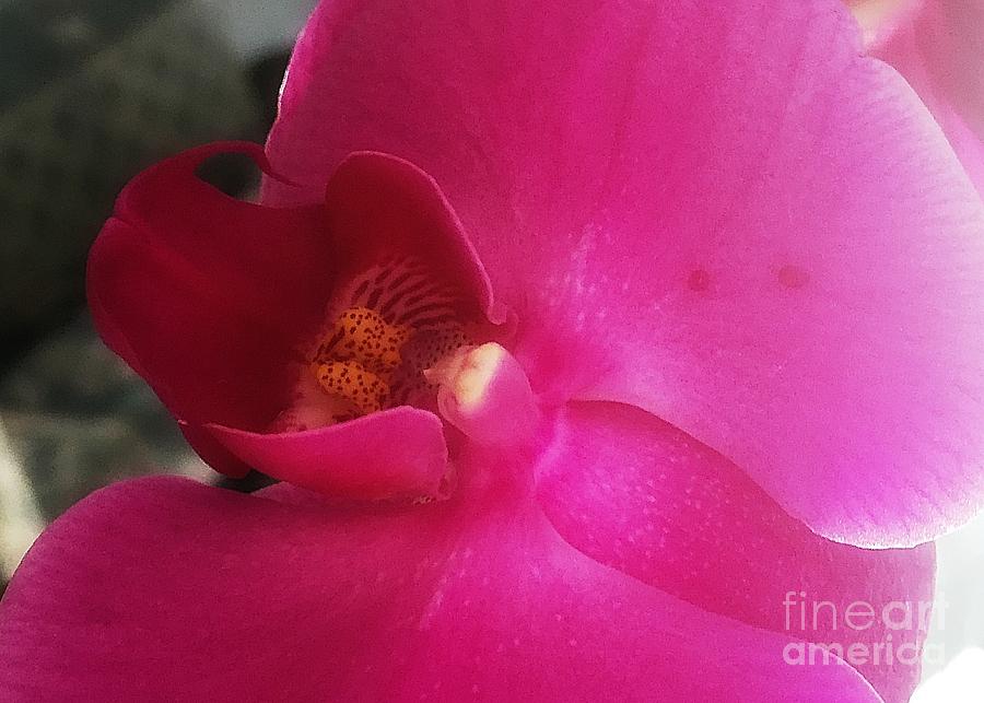 Pink Orchid Photograph by Jenny Revitz Soper