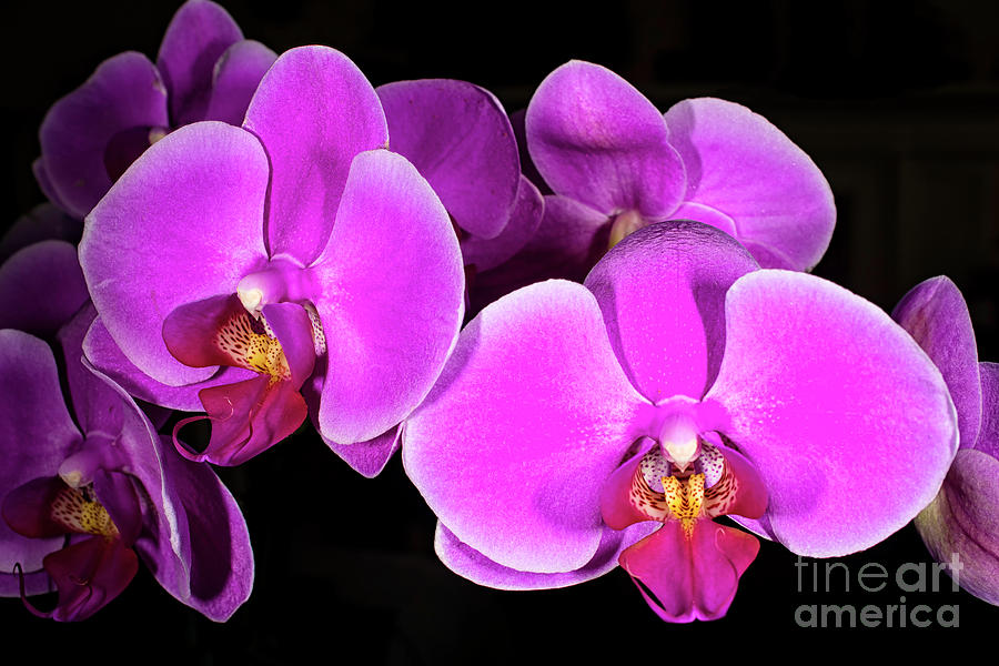 Pink Orchid Photograph by Joe Geraci