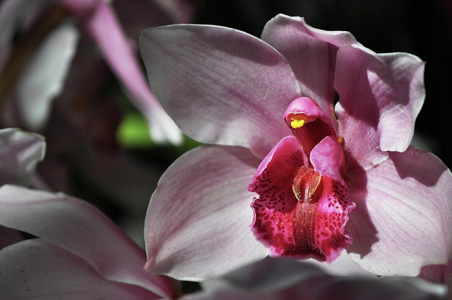 Pink Orchid Photograph by Kyle Hanson