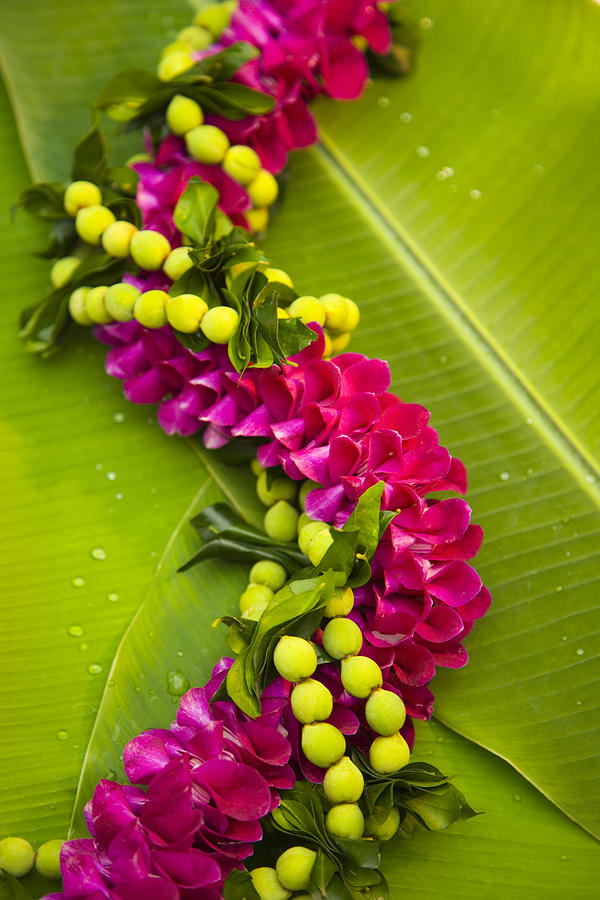 Orchid Photograph - Pink Orchid Lei by Dana Edmunds - Printscapes