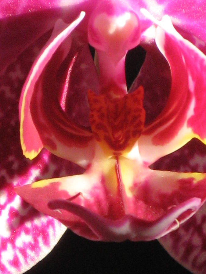 Pink Orchid Macro Photograph by Alfred Ng
