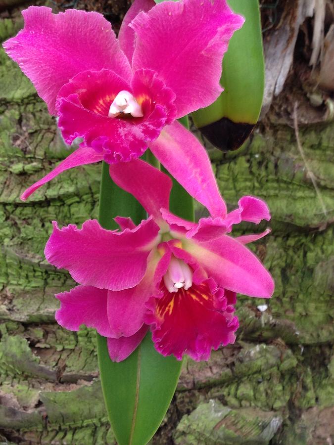 Pink Orchid Photograph by Margaret Howieson - Fine Art America