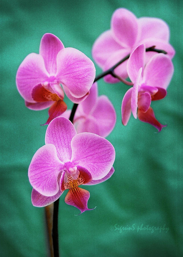 Orchid Photograph - Pink Orchid on Green by Sigrun Saemundsdottir