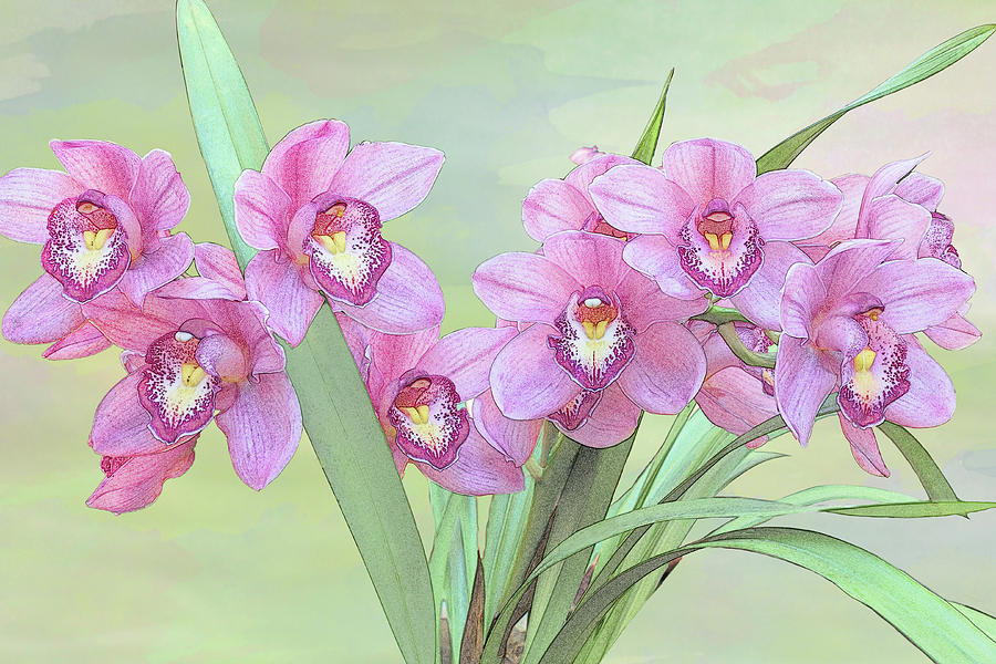 Pink Orchid Photo Sketch Photograph by Patti Deters