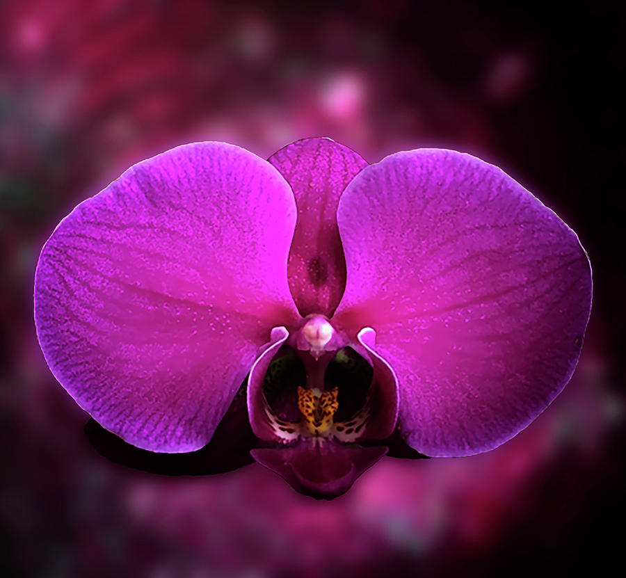 Pink Orchid Portrait Photograph by Joseph Hollingsworth