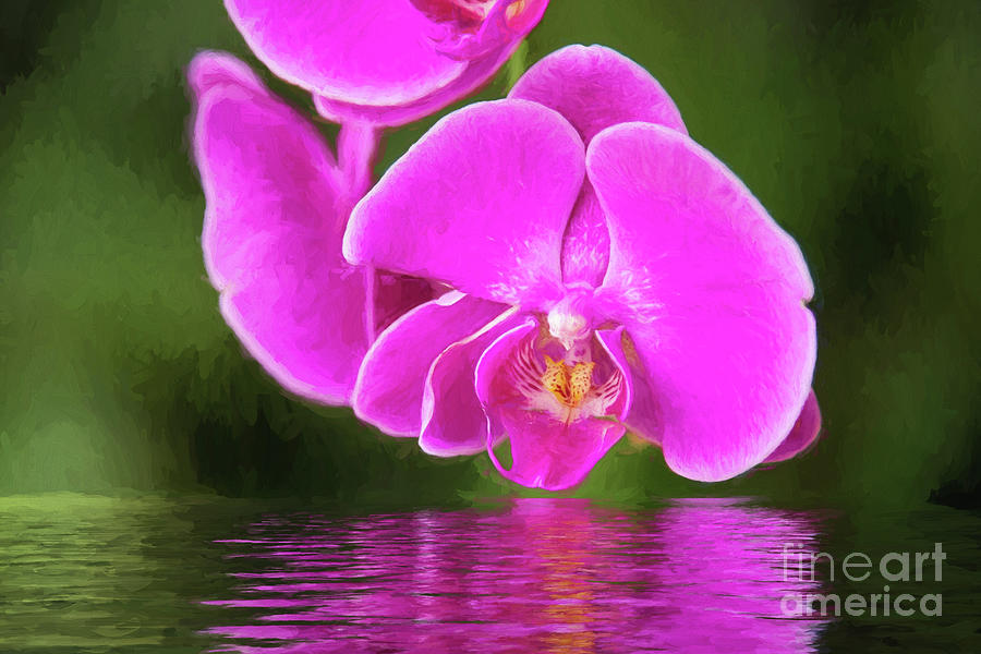 Pink Orchid Reflection Photograph by Sharon McConnell