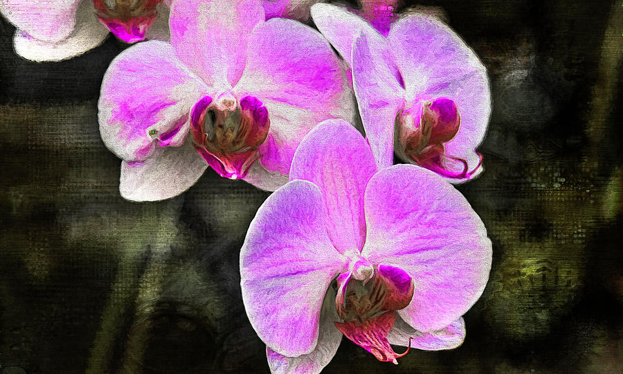  Pink Orchid Photograph by Reynaldo Williams