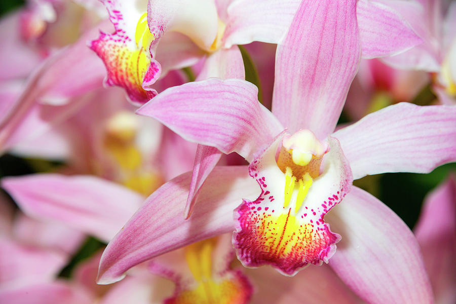 Pink Orchid Photograph by SR Green