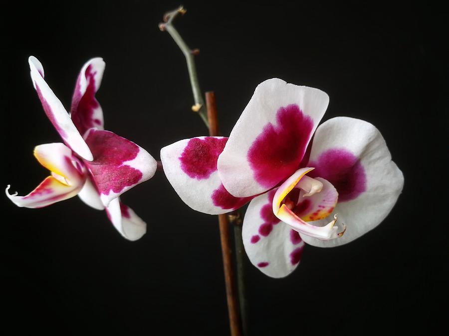Pink Orchid Photograph