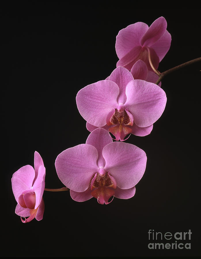 Pink Orchid Photograph by Timothy Johnson