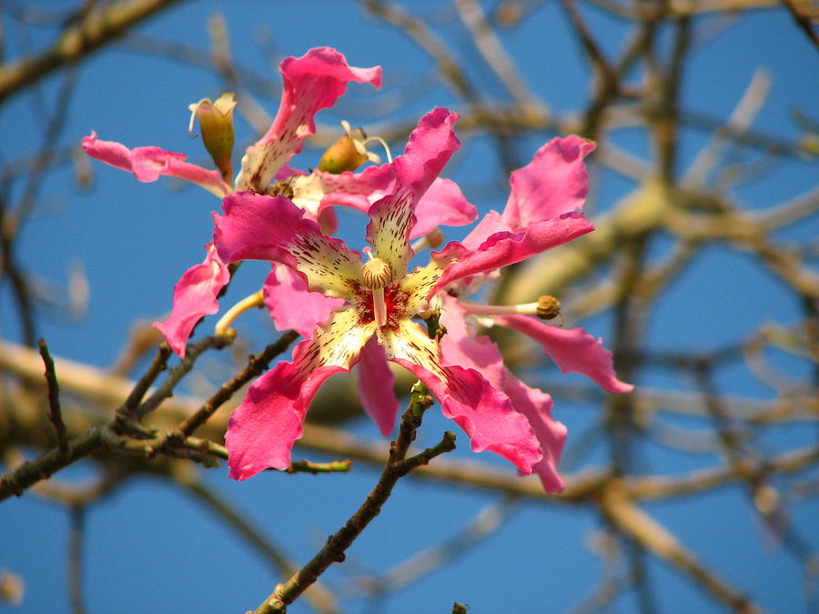 Pink Orchid Tree Photograph by Carla Parris