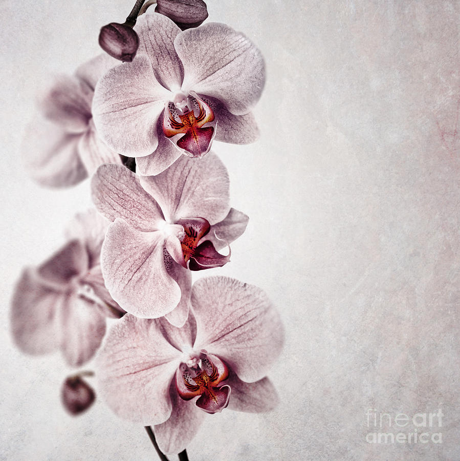 Pink orchid vintage Photograph by Jane Rix