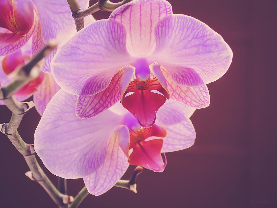 Pink Orchid Photograph by Wim Lanclus