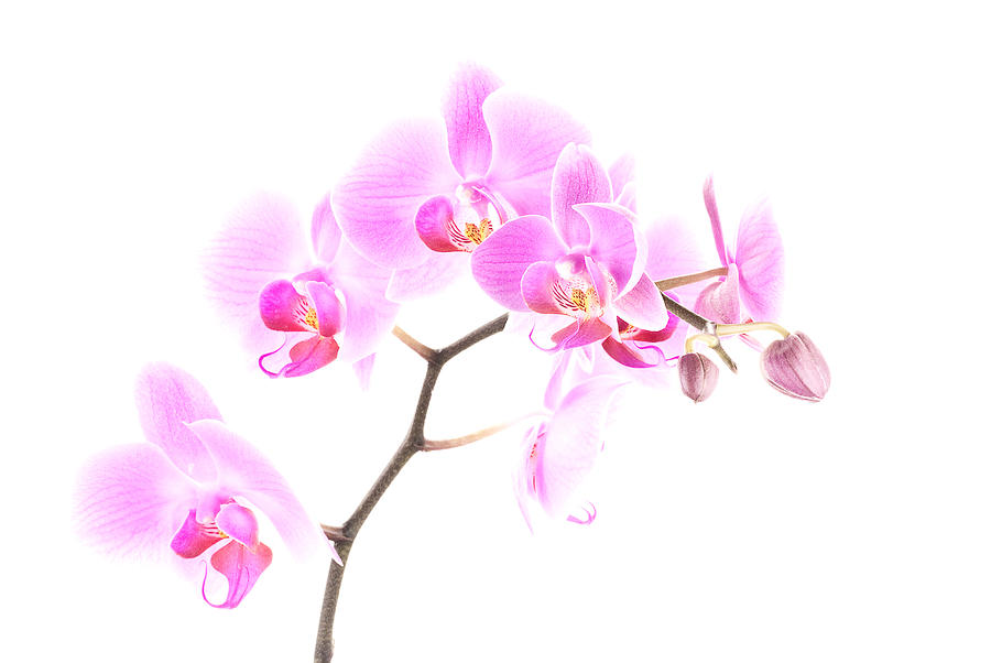 Orchid Photograph - Pink Orchids 1 by Onyonet Photo studios