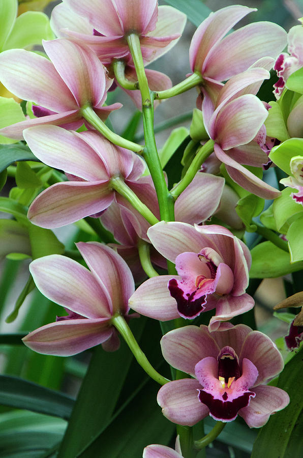 Pink Orchids 2 Photograph by Ann Bridges