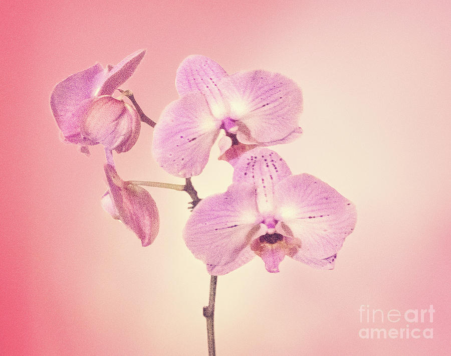 Flower Photograph - Pink Orchids 2 by Linda Phelps
