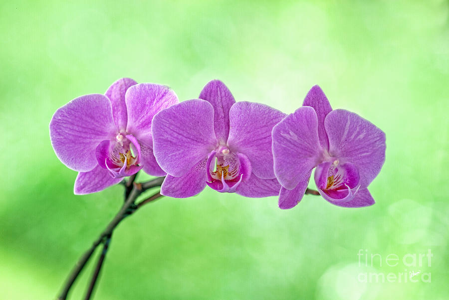 Pink Orchids Photograph by Alana Ranney