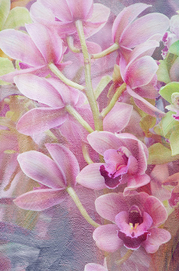 Pink Orchids Photograph by Ann Bridges