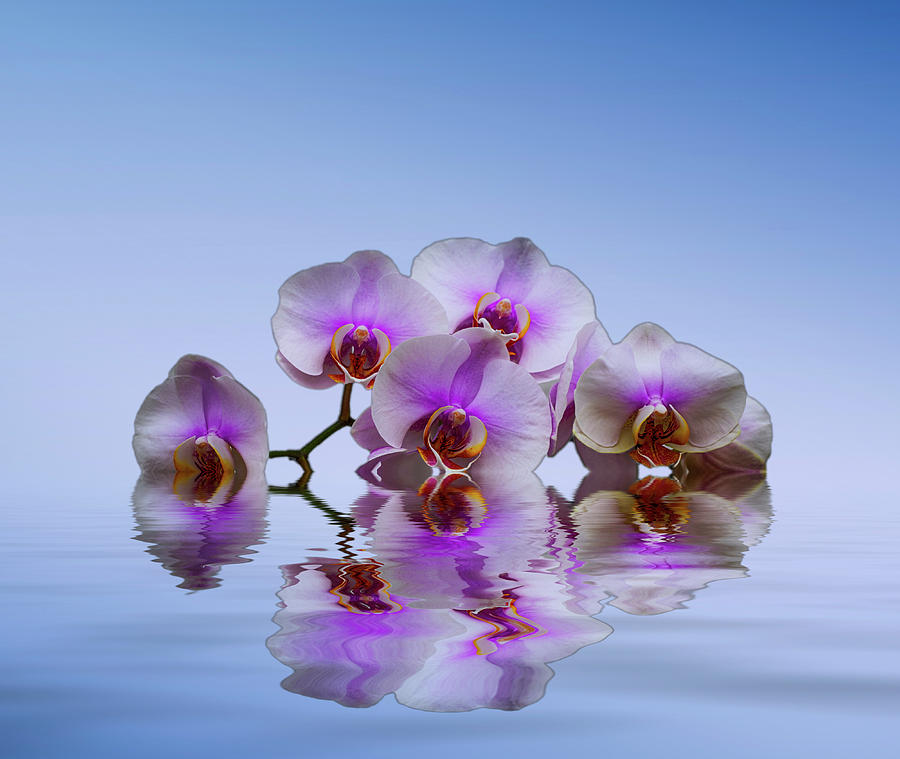 Pink Orchids Blue background Photograph by David French