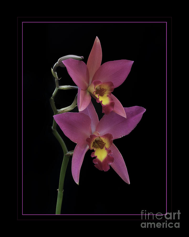 Orchid Photograph - Pink Orchids by Darleen Stry