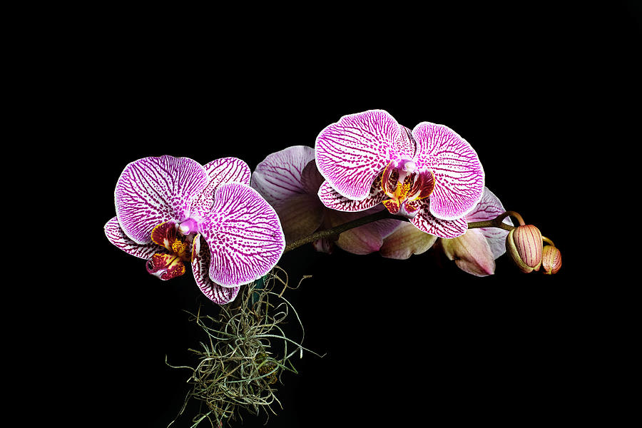 Pink Orchids Photograph by Gary Dean Mercer Clark