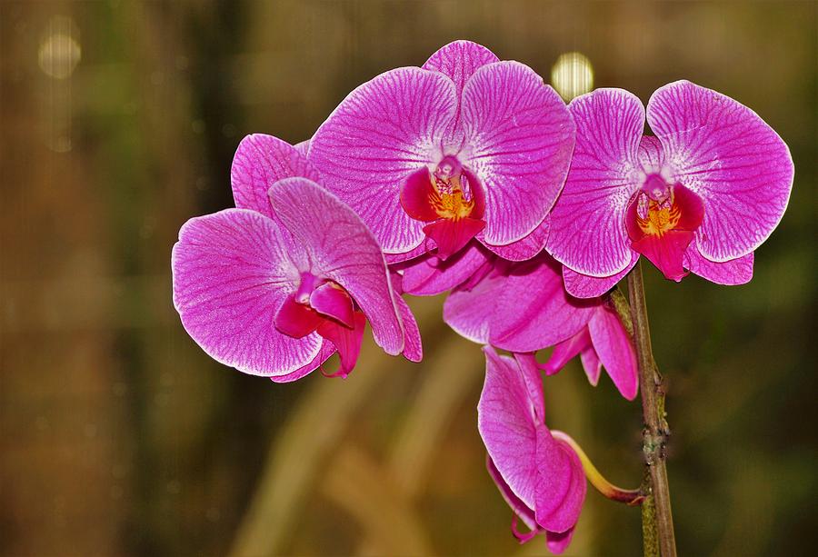 Pink Orchids In Bloom Photograph by Marla McPherson