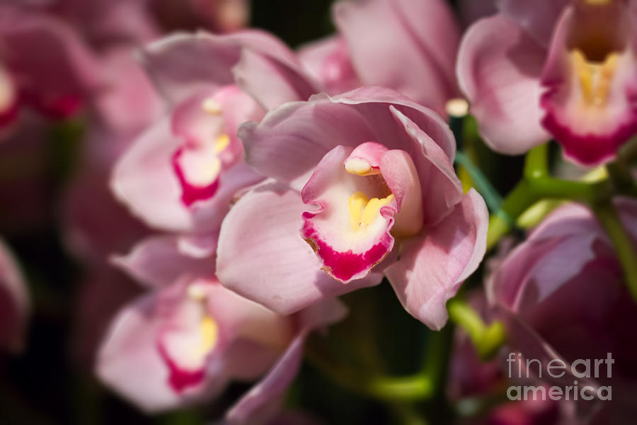 Orchid Photograph - Pink Orchids in Bloom by Terry Weaver