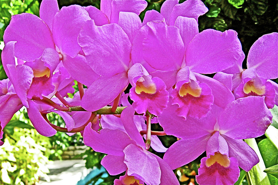 Pink Orchids in National Botanical Garden, Washington DC Photograph by Ruth Hager