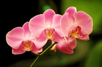Orchid Photograph - Pink Orchids In Waiting by Deborah  DeAmroim
