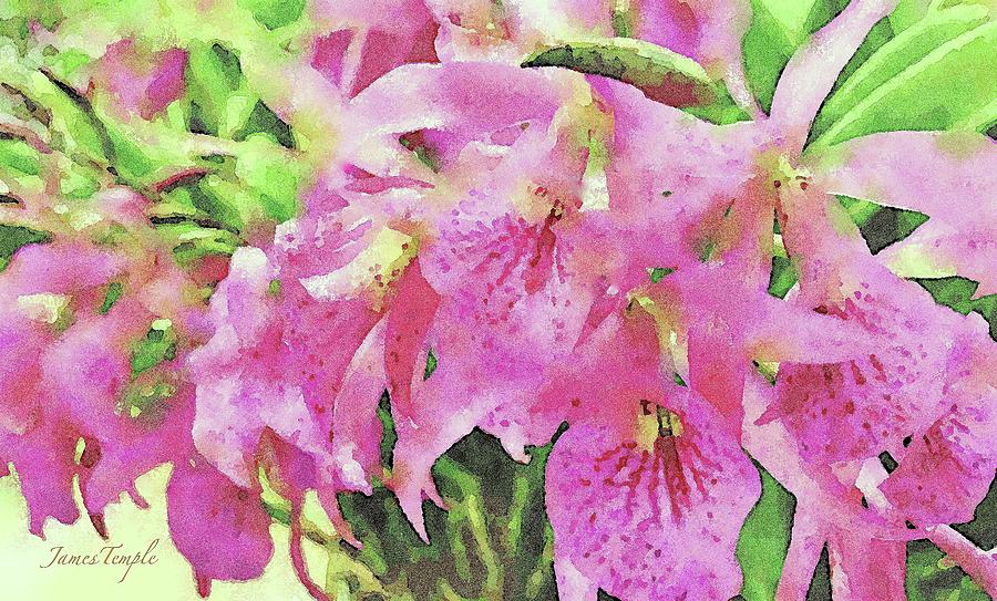 Digital Watercolor Digital Art - Pink Orchids by James Temple