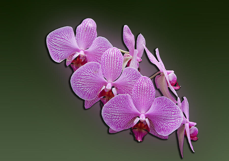 Pink Orchids Photograph by John Haldane