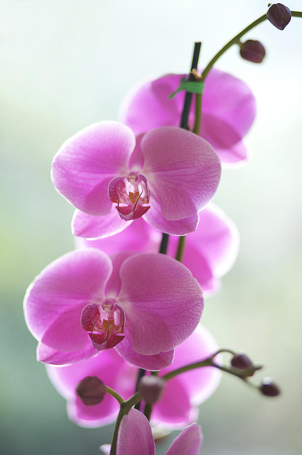 Pink Orchids Photograph by Kicka Witte - Printscapes