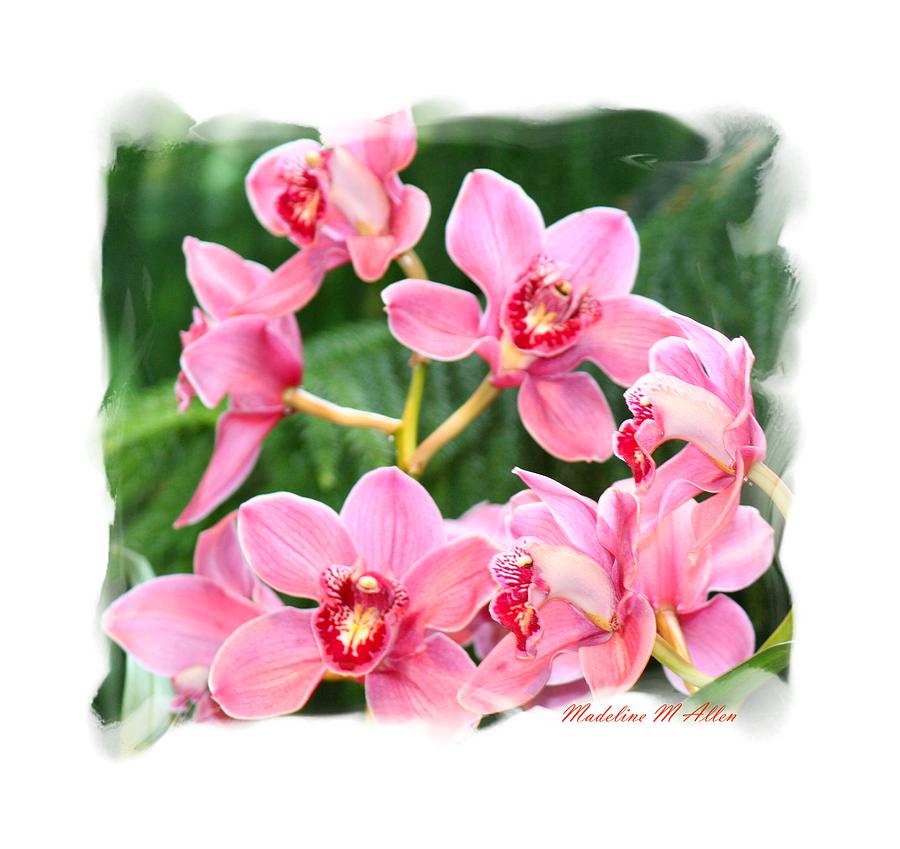 Pink Orchids Photograph by Madeline  Allen - SmudgeArt
