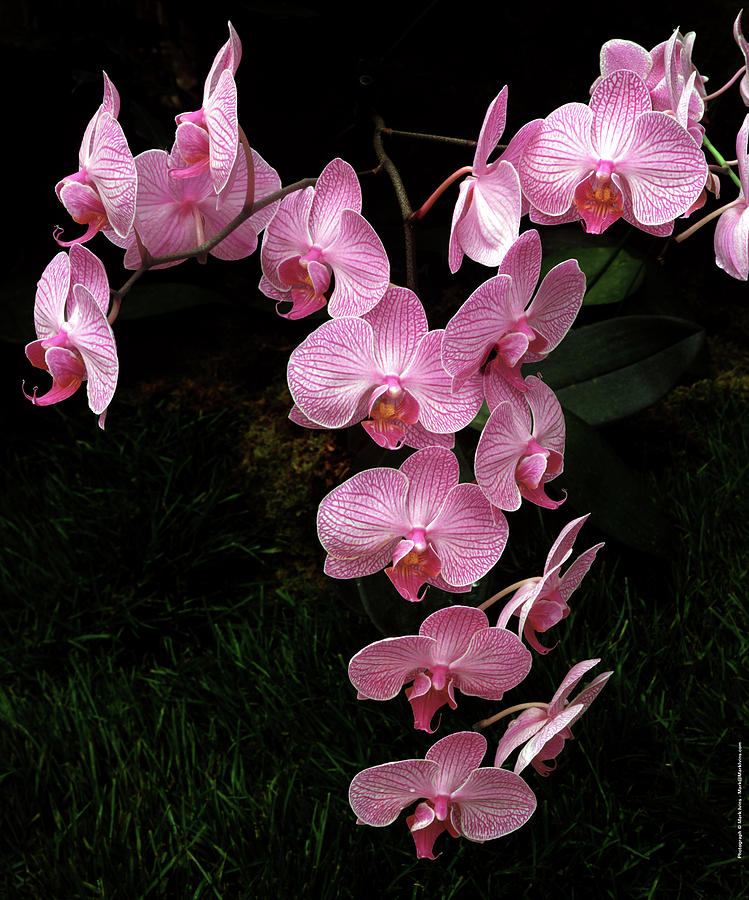 Pink Orchids Photograph by Mark Ivins