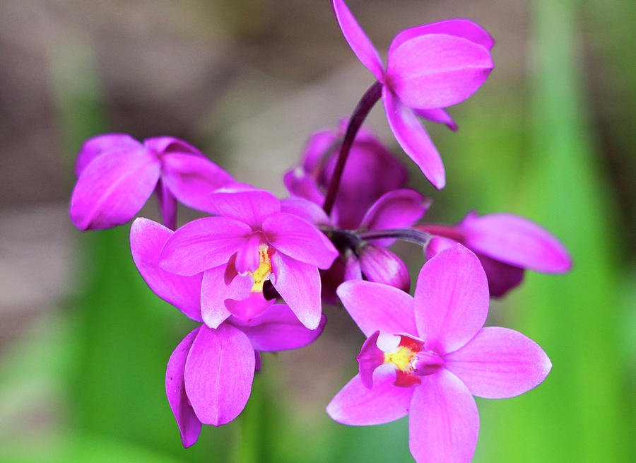 Pink Orchids Photograph by Mary Anne Delgado