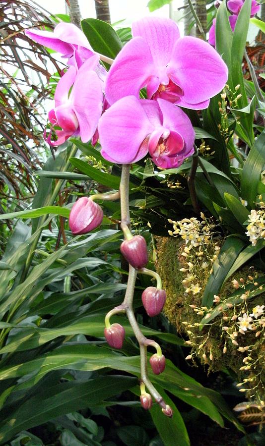 Lily Photograph - Pink Orchids by Mindy Newman