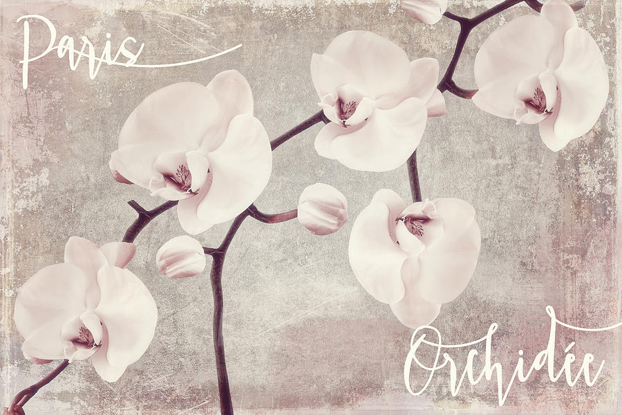 Orchid Painting - Pink Orchids by Mindy Sommers