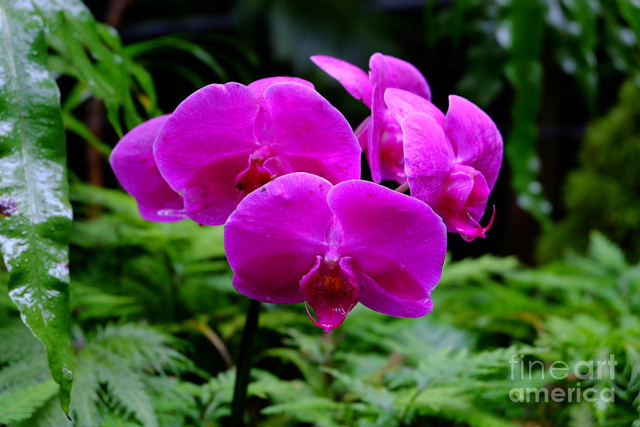 Pink Orchids Photograph by Mini Arora