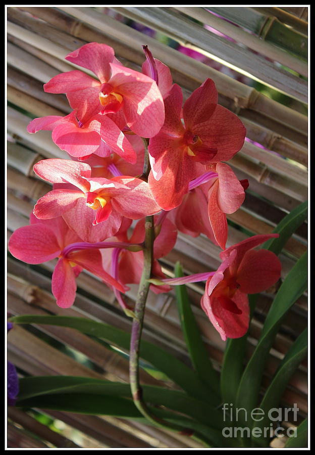 Pink Orchids on Bamboo Wall Photograph by Dora Sofia Caputo
