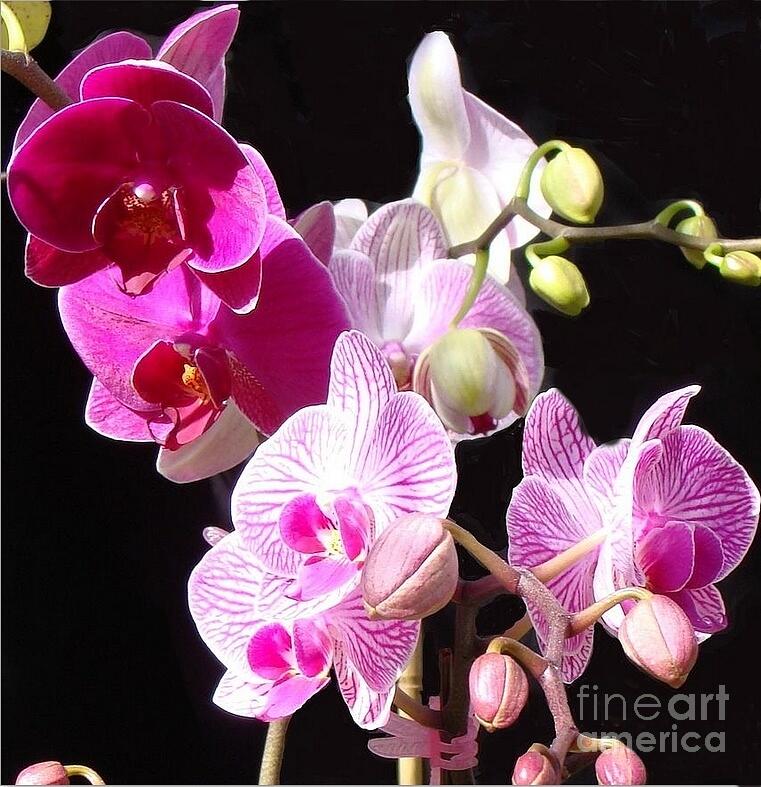 Pink Orchids on Black Photograph by Janette Boyd