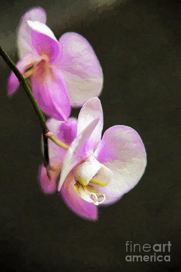 Pink Orchids On Black Digital Art by Sharon McConnell