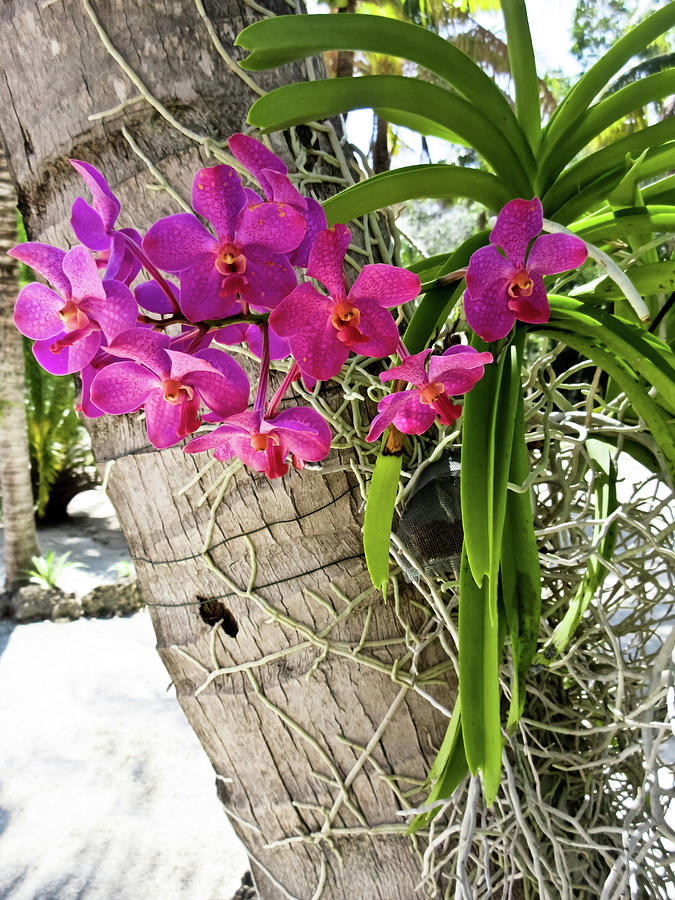 Pink Orchids on Palm Tree Photograph by Tony Grider