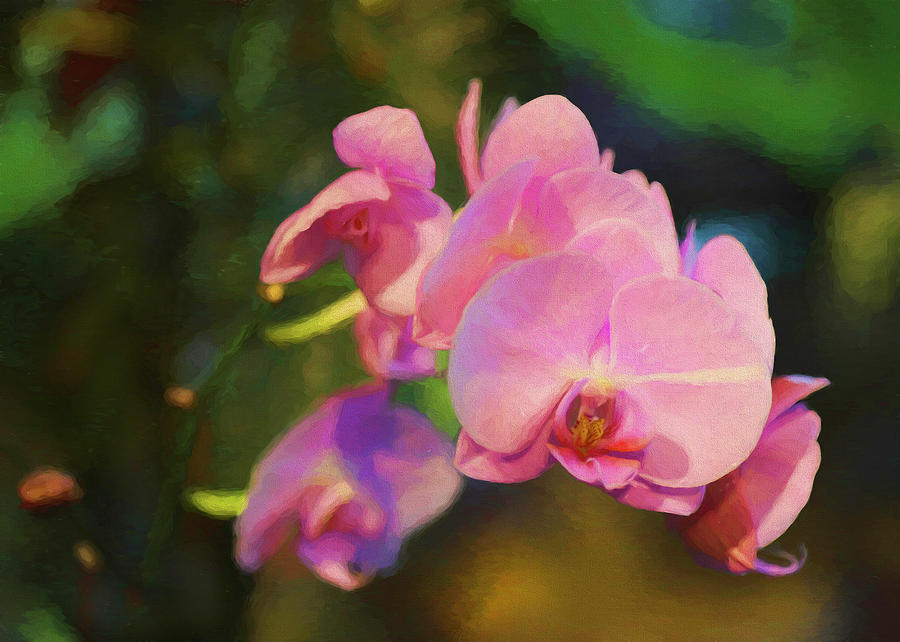 Orchid Photograph - Pink Orchids Painterly by Lorraine Baum