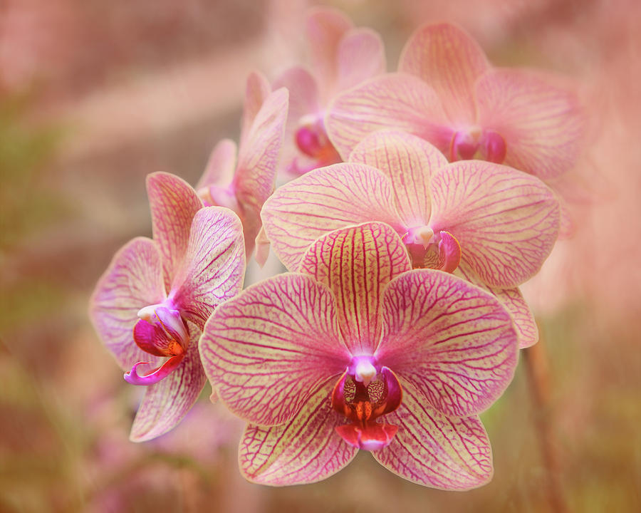 Pink Orchids Photograph by Robert FERD Frank