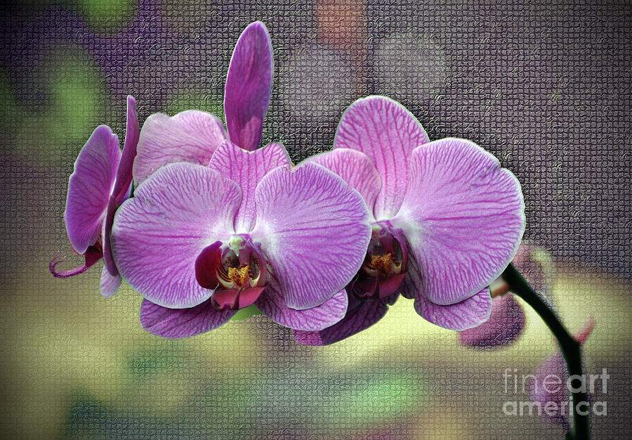Pink Orchids Photograph by Savannah Gibbs