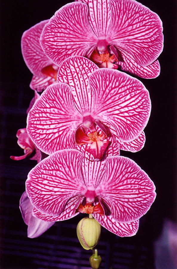 Flower Photograph - Pink Orchids by Susanne Van Hulst