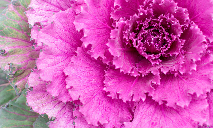Pink Ornamental Cabbage Plant Photograph by John Williams