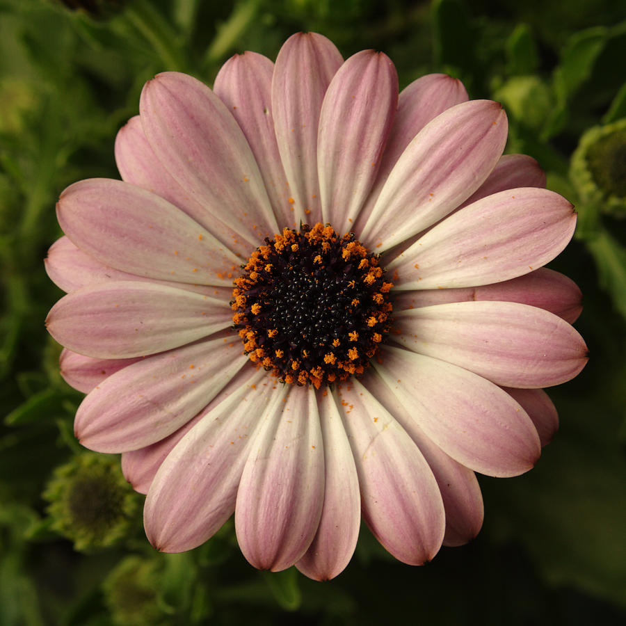 Pink Osteospermum Photograph by Adrian Wale