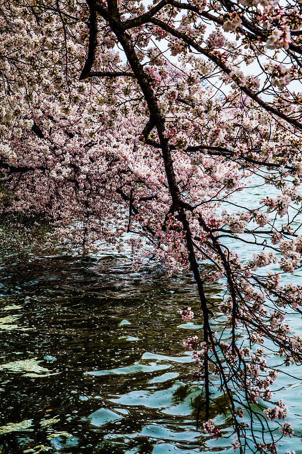 Pink Over Water 2 by Karen Saunders Pink Over Water 2 by Karen Saunders